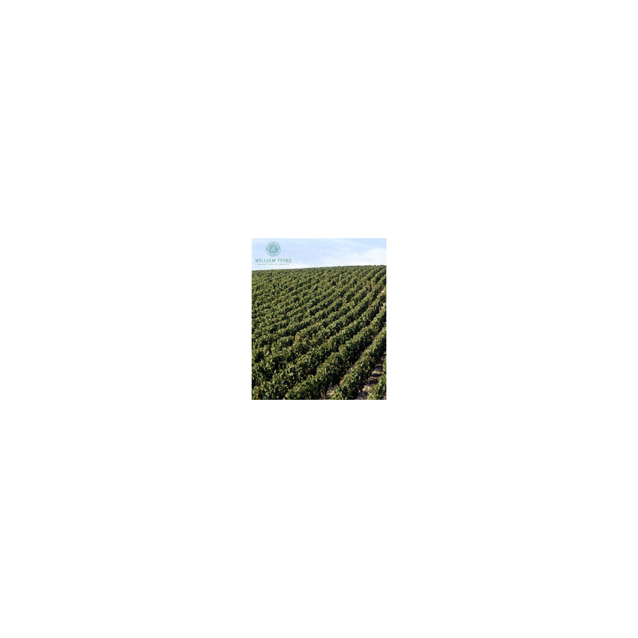 DOMAINE WILLIAM FEVRE DOMAINE