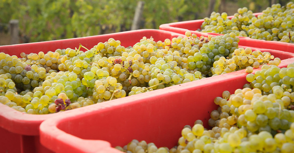 Les vendanges de blancs ont commencé !