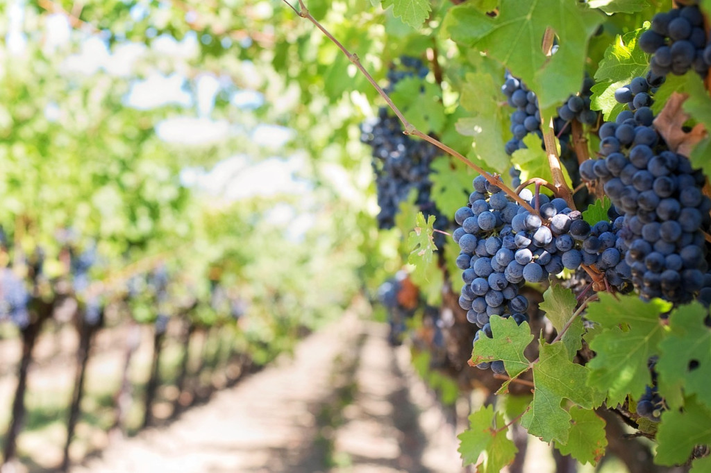 Les vendanges de rouge démarrent !