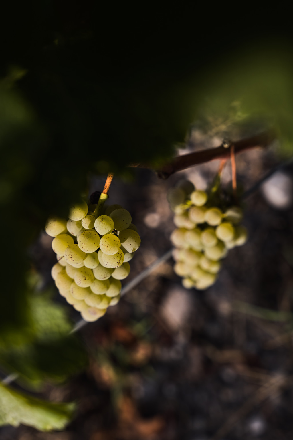 Rdv ce week-end en Sauternes !