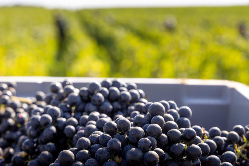 Les vins en primeurs 2025 