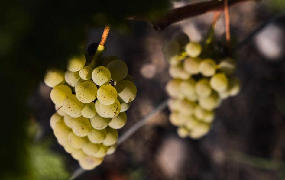 L'appellation Médoc blanc