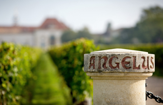 Le temps des vendanges au Château Angelus