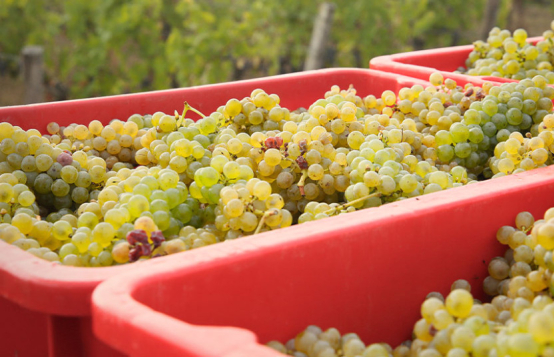 Les vendanges de blancs ont commencé !