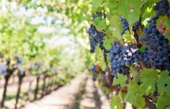 Les vendanges de rouge démarrent !