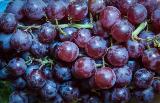 Les cépages Syrah et Grenache