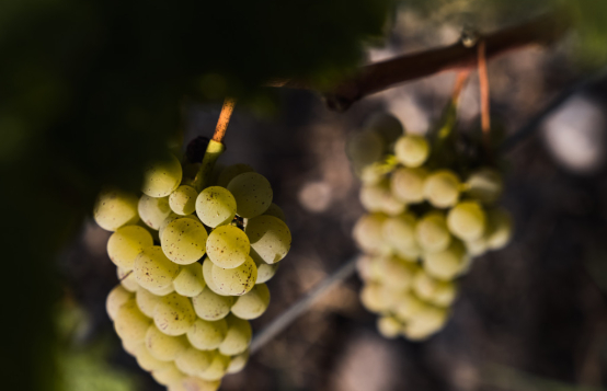 Rdv ce week-end en Sauternes !