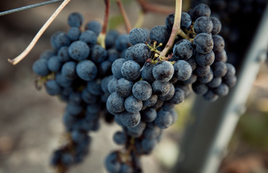 Premiers regards sur le millésime 2025