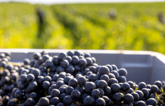 Les vins en primeurs 2025 