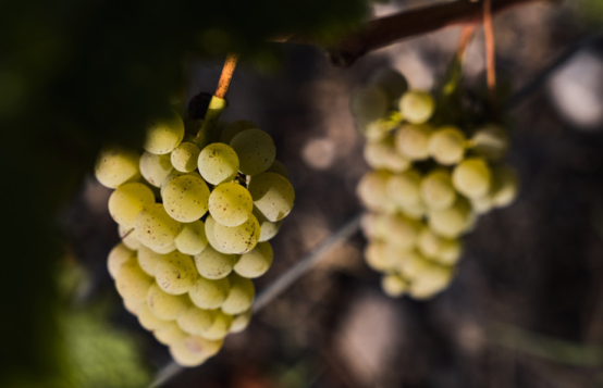 L'appellation Médoc blanc